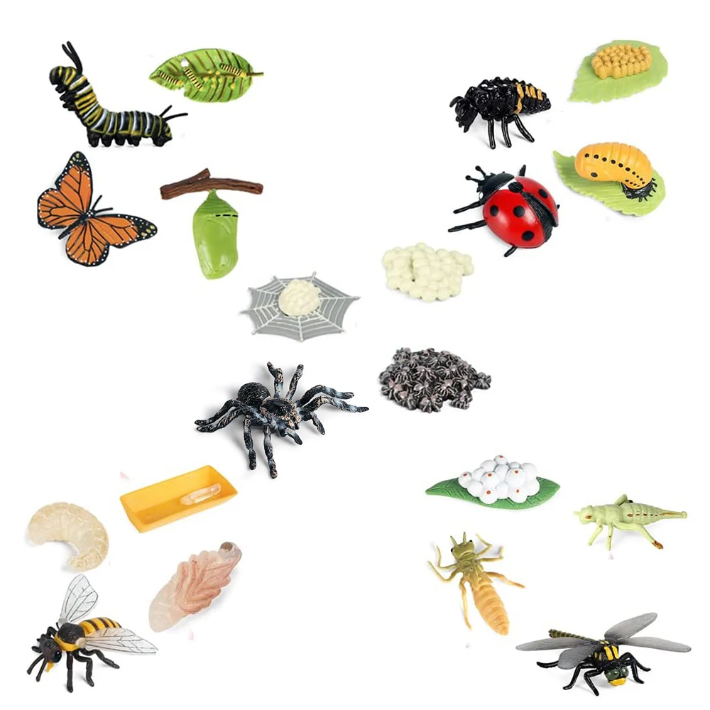 Figurine Del Ciclo Di Vita Della Farfalla Spider Bee Coccinella Libellula, Giocattolo Di Plastica Per Insetti, Progetto Scolastico Per Bambini
