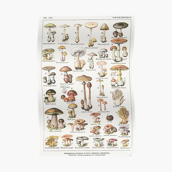 

Mushrooms Poster Mural Vintage Home Room Modern Picture Print Art Funny Decoration Wall Decor Painting No Frame