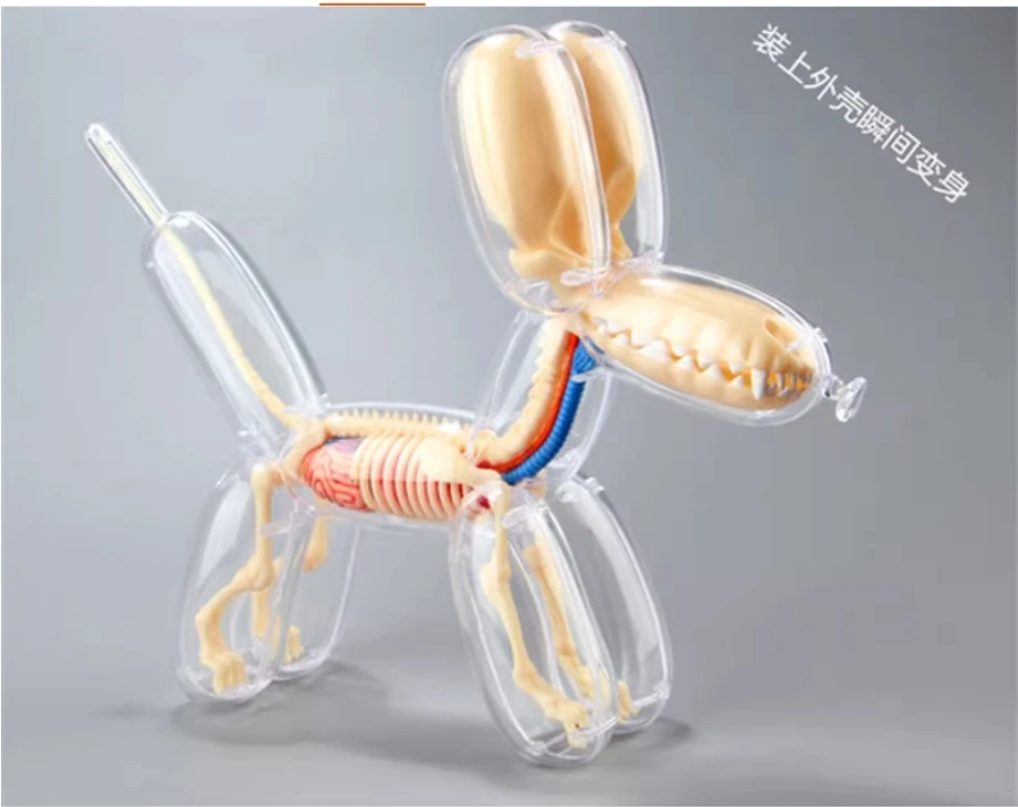 4D 해부학적 조립 모델 풍선 개 모형, 관점 있는 뼈와 내부 장기 포함, 교육용 장난감