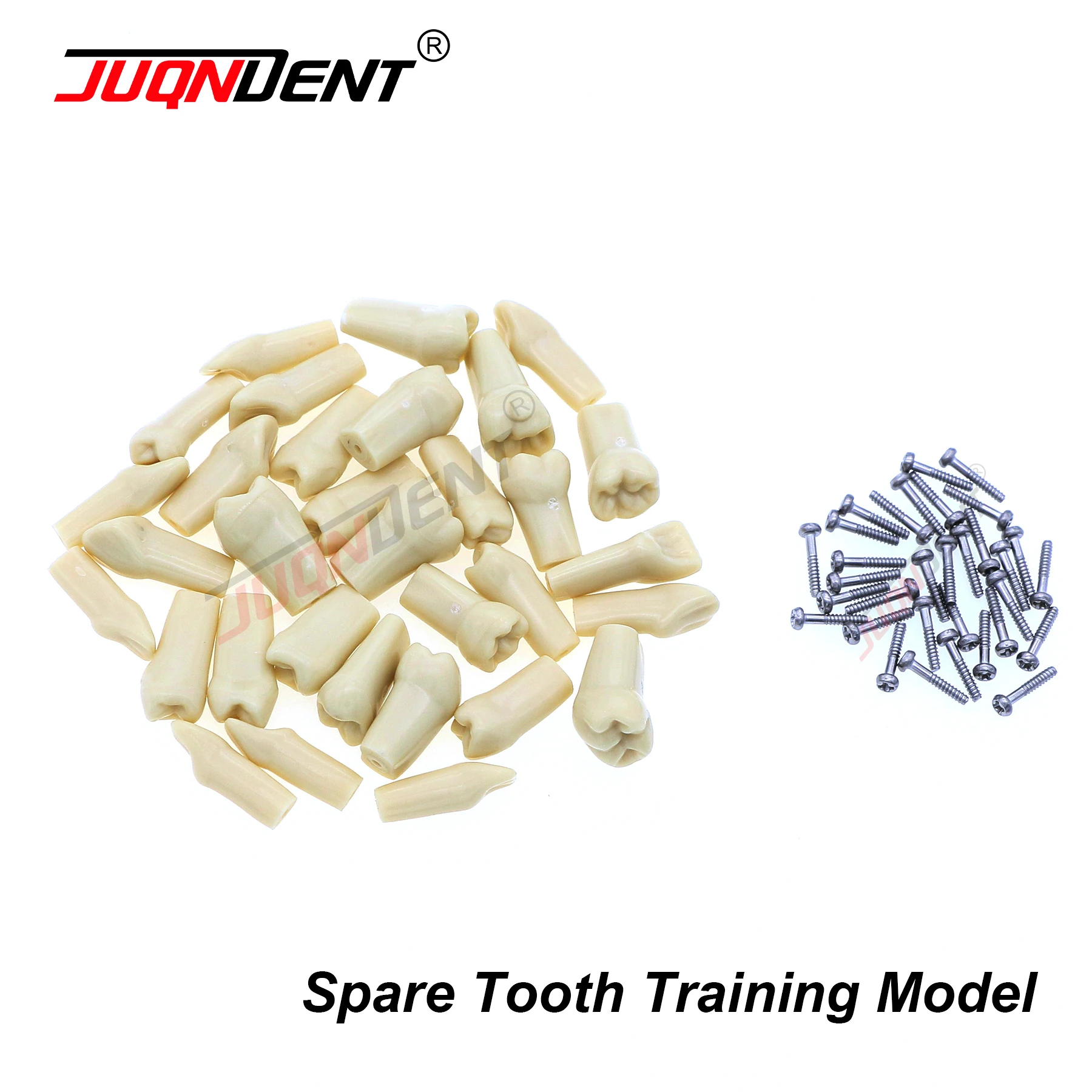 Teeth Dental Model For Training Compatible NISSIN 500 Type Spare Teeth ...