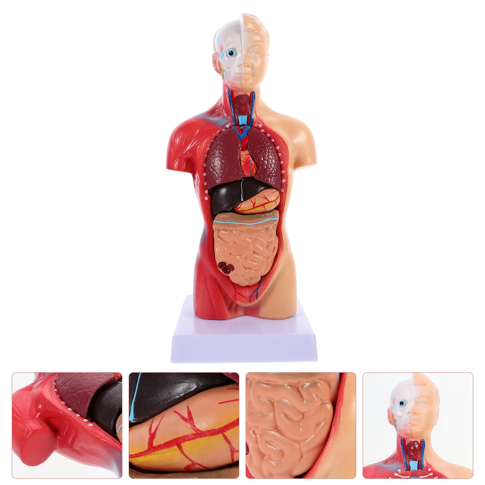 

Human Torso Body Model Playset Teaching Anatomy Organs Model School Educational Tool Kids Human Body Nursing Torso Anatomical