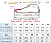 Children's Casual Sneakers Anti-slip Boys Sports Shoes Spring New Mesh Breathable Rotating Button Kids' Running Shoes 6