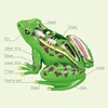 4D Frog Anatomy Model Montessori Toys Detachable Frog Organs STEM Biology Education Teaching Aid Early Learning Toy for Children 4