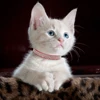 Soft Suede Leather Cat Collar Bling Rhinestone Cats Collars with Bell Safety Breakaway Pet Puppy Necklace Adjustable XS S Pink 5