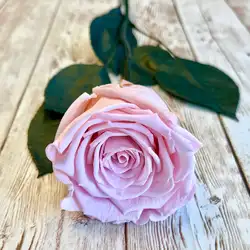 Eternal Preserved Real Rose - Timeless Gift of Love and Elegance (Sakura pink)