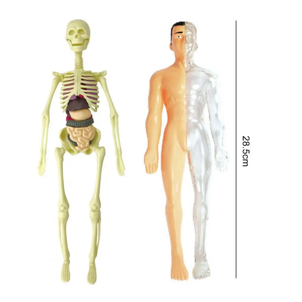1 Set Human Body Model Bright Color Realistic Easy to Assemble Kids Anatomy Biology Organ Learning Toy for Entertainment