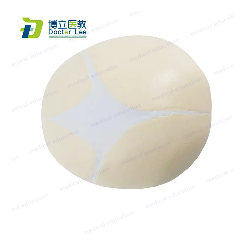 Human Foetal Skull Model Plasitc Baby Skeleton Skull Model for Medical Science Students Learning