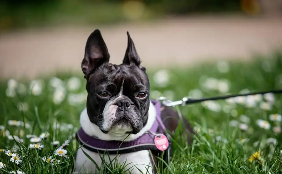 boston terrier garden flag