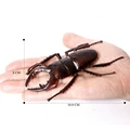 Stag Beetle B
