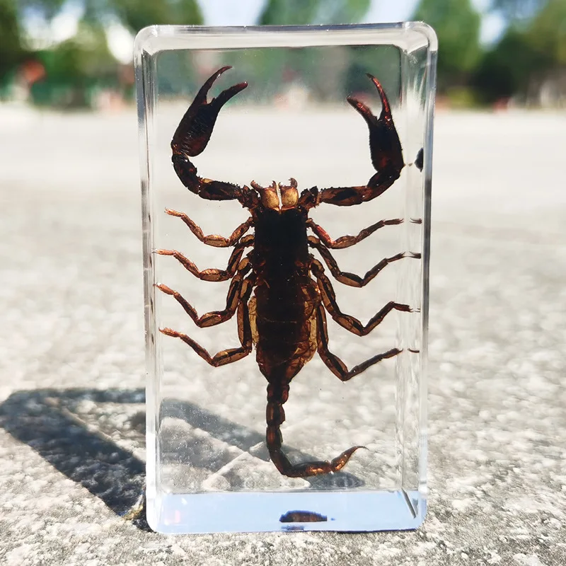 oversized real insect specimens, transparent resin whip scorpion fiddler crab star celestial bull cicada 6