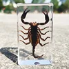oversized real insect specimens, transparent resin whip scorpion fiddler crab star celestial bull cicada 6