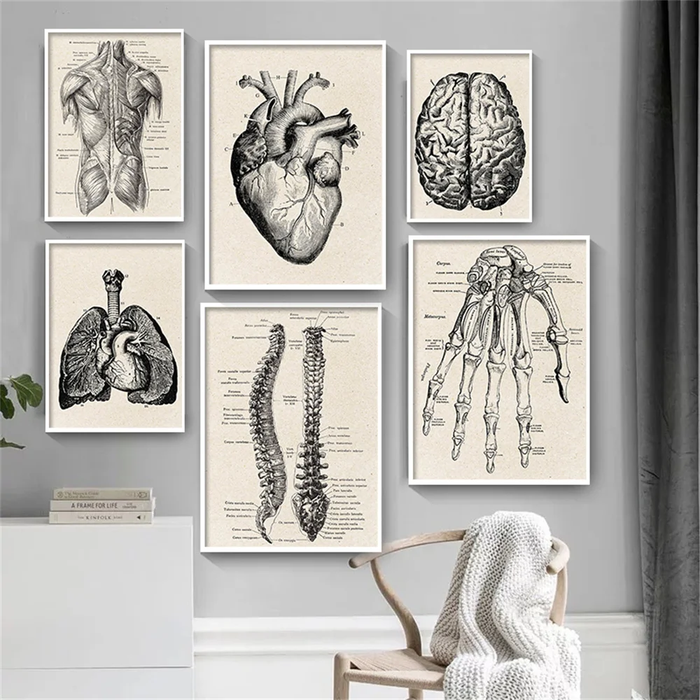 Vintage Human Anatomy Canvas Art Poster Artwork Medical Wall Picture