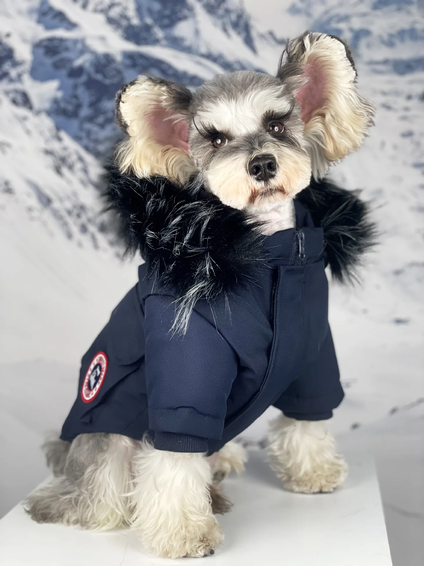 Veste en duvet Canada Goose : Le style et la chaleur pour votre chien