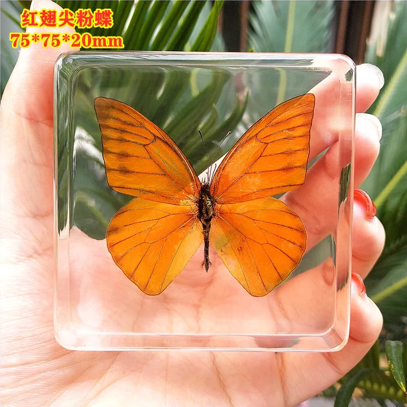 Natural Real Butterfly Specimens Rare And Exquisite Specimens For Home Decoration Display Collection In Teaching Special Gifts 5