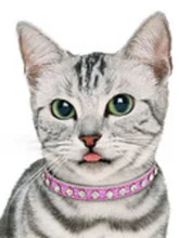  Reflective Pet Collar Super Shining Diamond Rhinestone Cat Collar  Small Pet Jewelry Kitten Accessories Adjustable Puppy Collars 