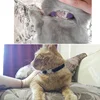 8 Colors Adjustable with Soft Velvet Material Pet Product Small Dog Collar Heart Charm and Bell Cat Collar Safety Elastic 5