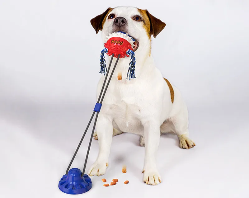 Why Is My Dog Such An Aggressive Chewer