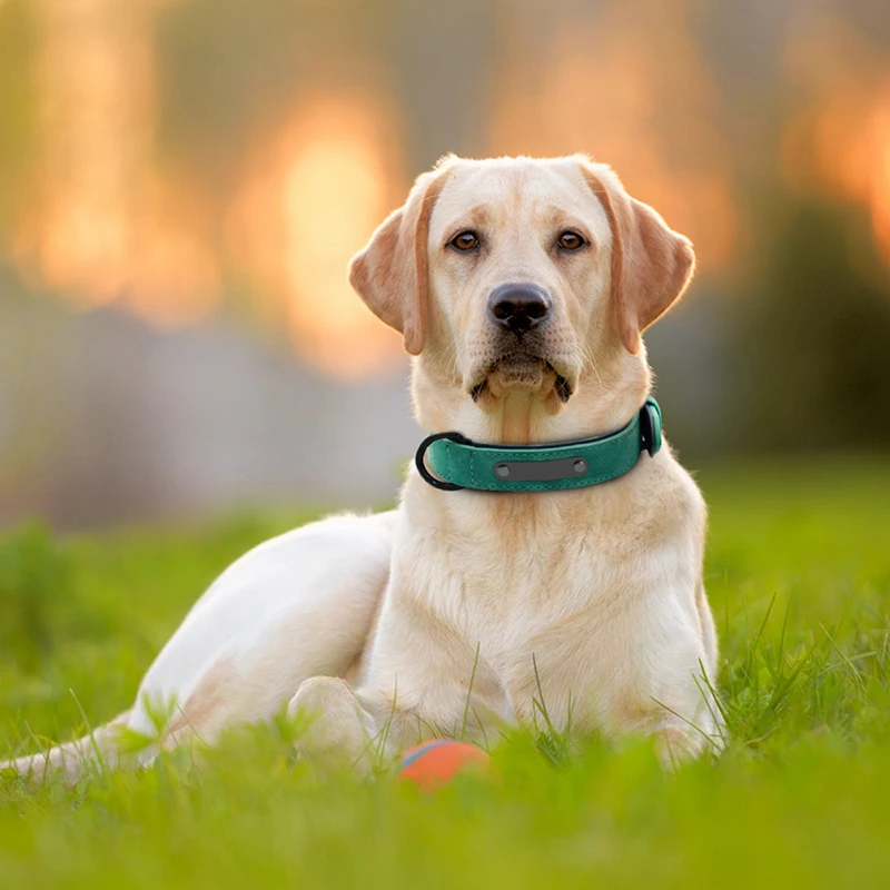 A Labrador Retriever wearing a stylish, The Stuff Box Adjustable Leather Dog Collar for Small to Large Dogs lies on grass, with a blurred sunset background.