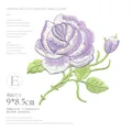 Purple Rose