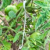 13/16CM Tomato Support J Hooks Plant Support Vegetable Clips To Prevent Tomatoes Fruit Cluster From Pinching or Falling Off 4