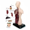 Human body kids education, DIY Mannequin 3D Human Body Model, Biology Educational Toys for children, one piece, Gift, Christmas 1