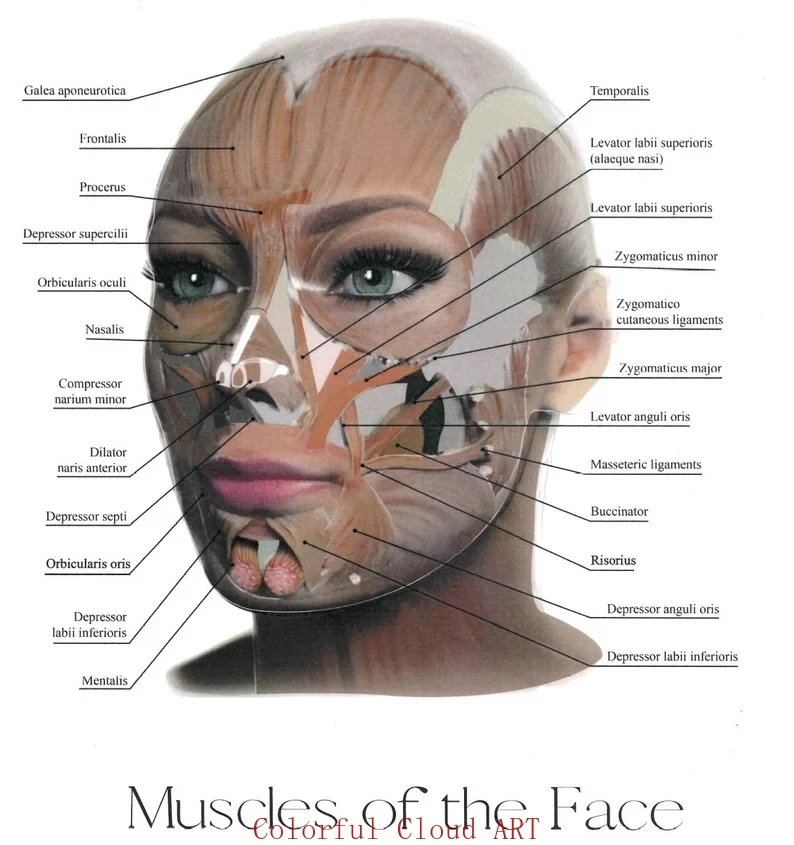 Affiche Tableau De Réflexologie Faciale - Schéma Détaillé Anatomie Du Visage - Impression Toile Pour Décoration Murale Clinique Ou éducation