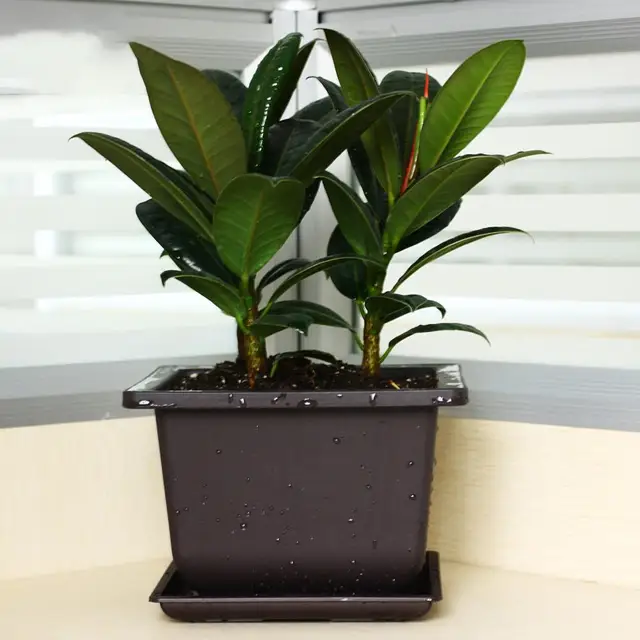 Zamatos Virág Edény Négyzet Alakú Téglalap Műanyag Bonsai Virágpot Kerti Szerszám - Image 5