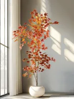 70–140 cm Falskt japansk lønnetre