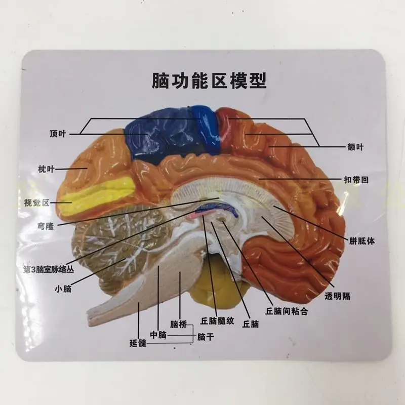 Medical Brain Model Functional Zoning Cortical Zoning Human Brain Anatomical Brain Colorimetric Model