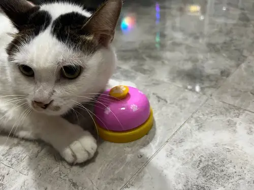애완 동물 장난감 벨 강아지 고양이 훈련 대화형 장난감 저녁 식사 작은 종 발자국 링 트레이너 테디 먹이 알림, 애완동물 용품 5