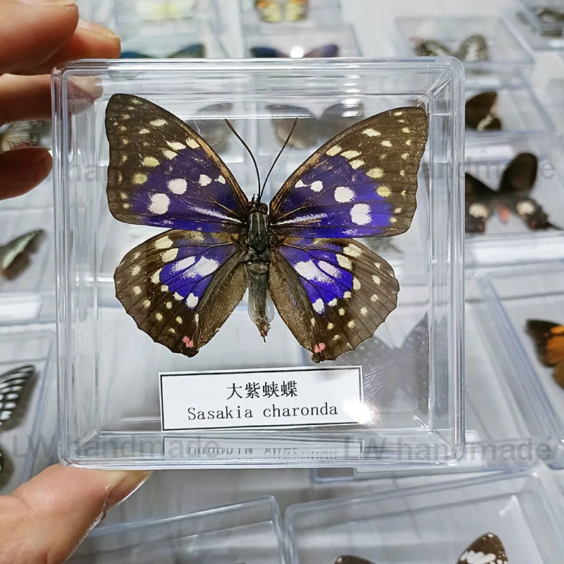 蝶標本 5個セット 透明ケース入り
