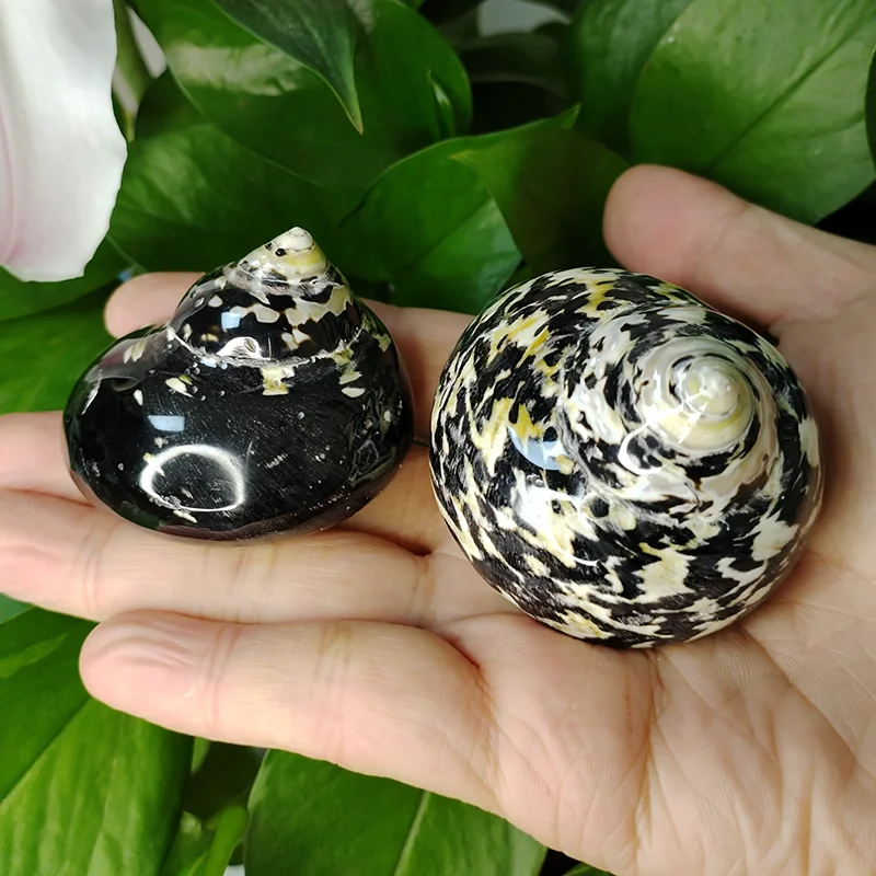 1 PC Polished Magpie Turbo Shell Black Jade Hermit Crab Seashells