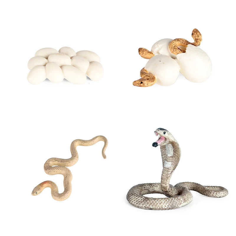 

Children's simulated wild animal model reptile python cobra rattlesnake growth cycle toy