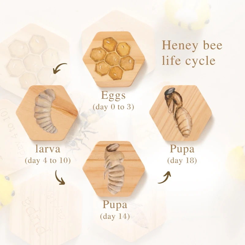 Honeybee Growth Cycle Cognitive Card  Wooden Beehive Bees Grab Toys  Hand And Foot Coordination Game  Infant Cognitive Toy  Gift 4