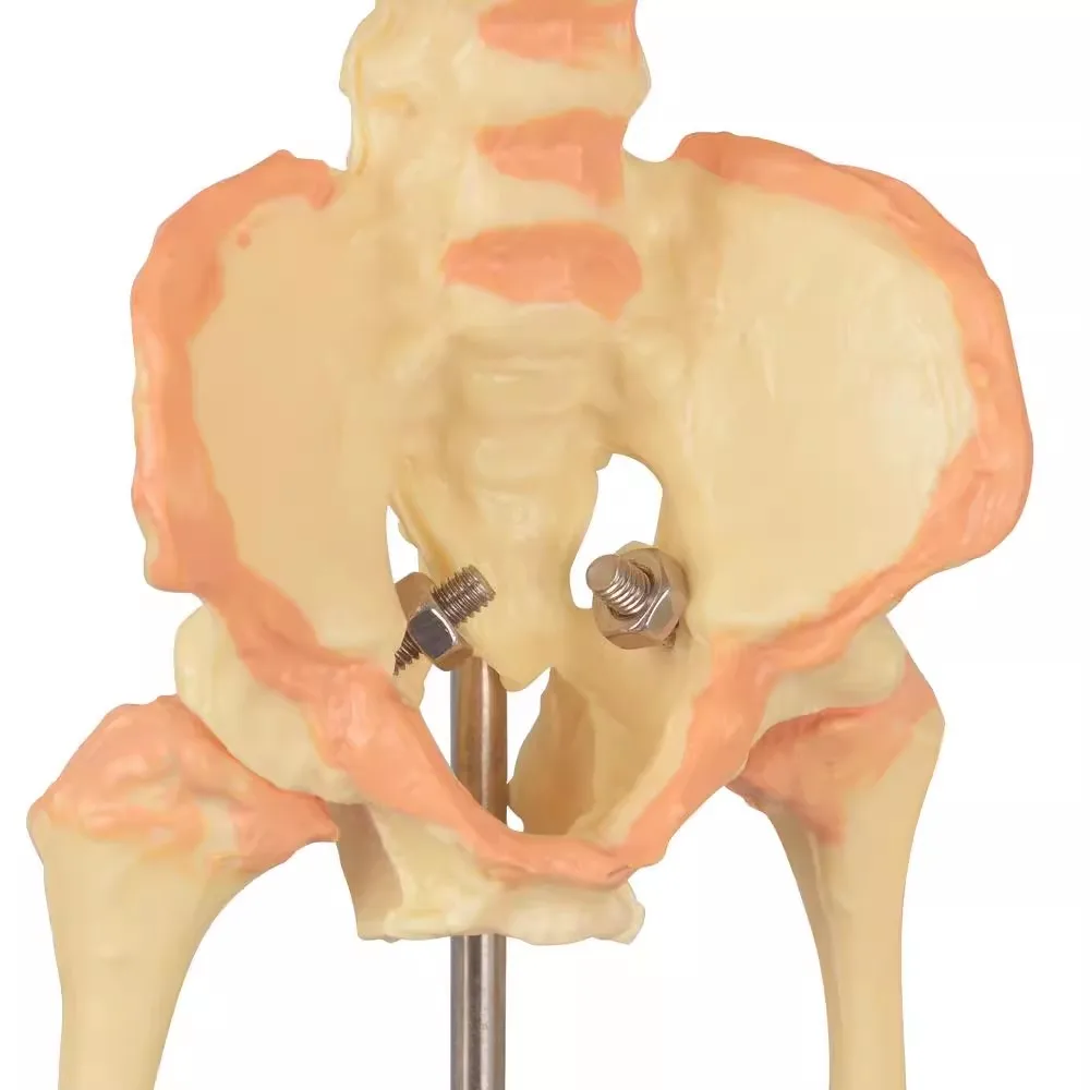 Human Double Head Baby Skull Model Skeleton Anatomy Medical Science Display Study Teaching Model