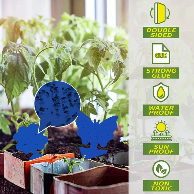 10 db Légycsapda Gnats Rovar Ragacsos Csapdák Kettős Oldalú Légyfogó Növény Kék Kártevőirtó Erős Ragasztó Levéltetvek Szúnyogokhoz
