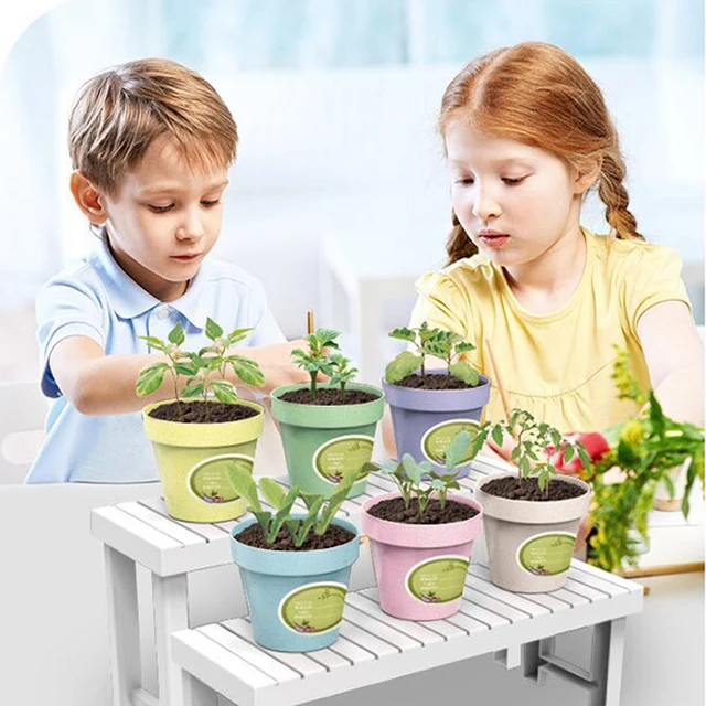 Mini Ültetés Napsütés Szoba Diy Gyermekek Vetőmagának Csírázása És Növekedési Készlet Kerti Készletek Növényi Vetőmagok - Image 2