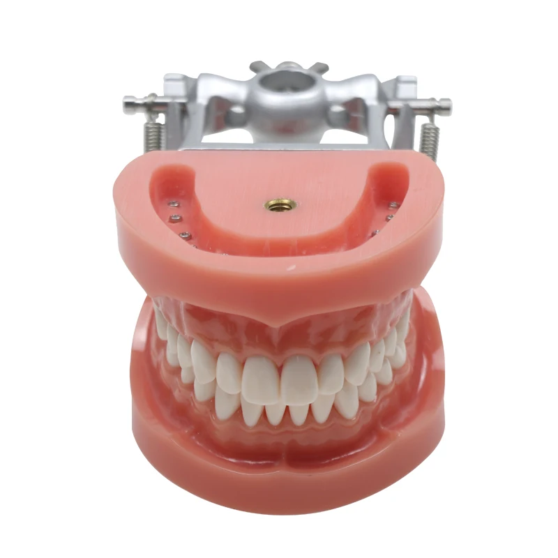 

Orthodontic Teeth Model Dentist Dentistry Teaching Studying Training Model Dental Materials