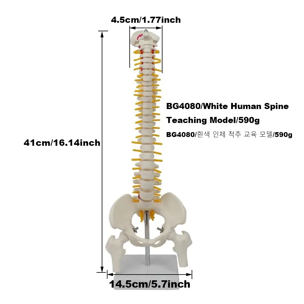 modelo pélvico, modelo ósseo humano, demonstração de ensino, 1 pc