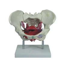 

Female Pelvis and Pelvic Floor Muscle Model Human Body Parts Toys