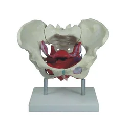 Modelo de músculo de la Pelvis y el suelo pélvico femenino, juguetes de partes del cuerpo humano