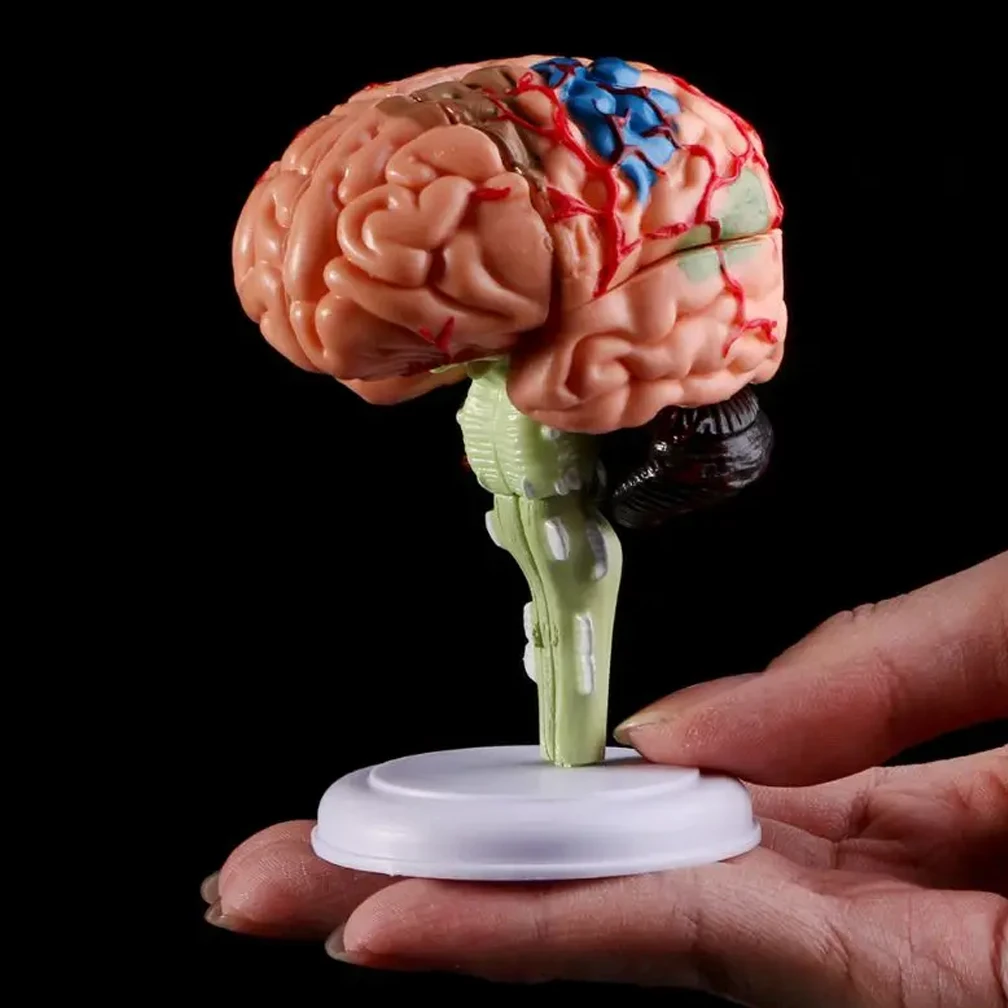 

4D Human Anatomical Brain Model Anatomy Medical Teaching Tool Statues Sculptures Medical School Lab Use Training 7.2*6*10Cm