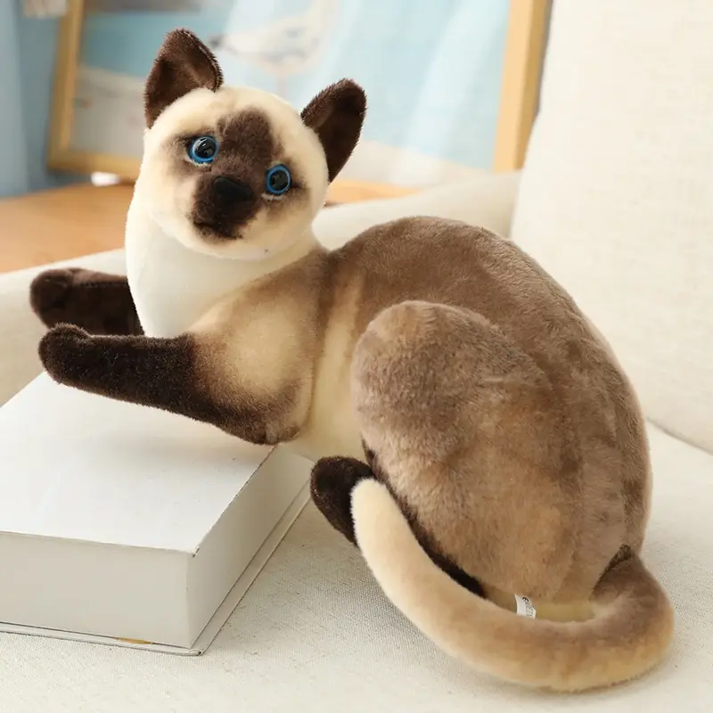 siam lying 25cm