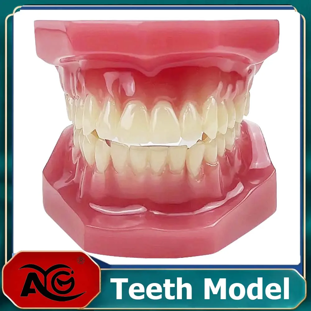 AG Orthodontic Teaching Model Oral Model Half Ceramic Half Metal Bracket for Dentist Doctor-patient Communication Tool