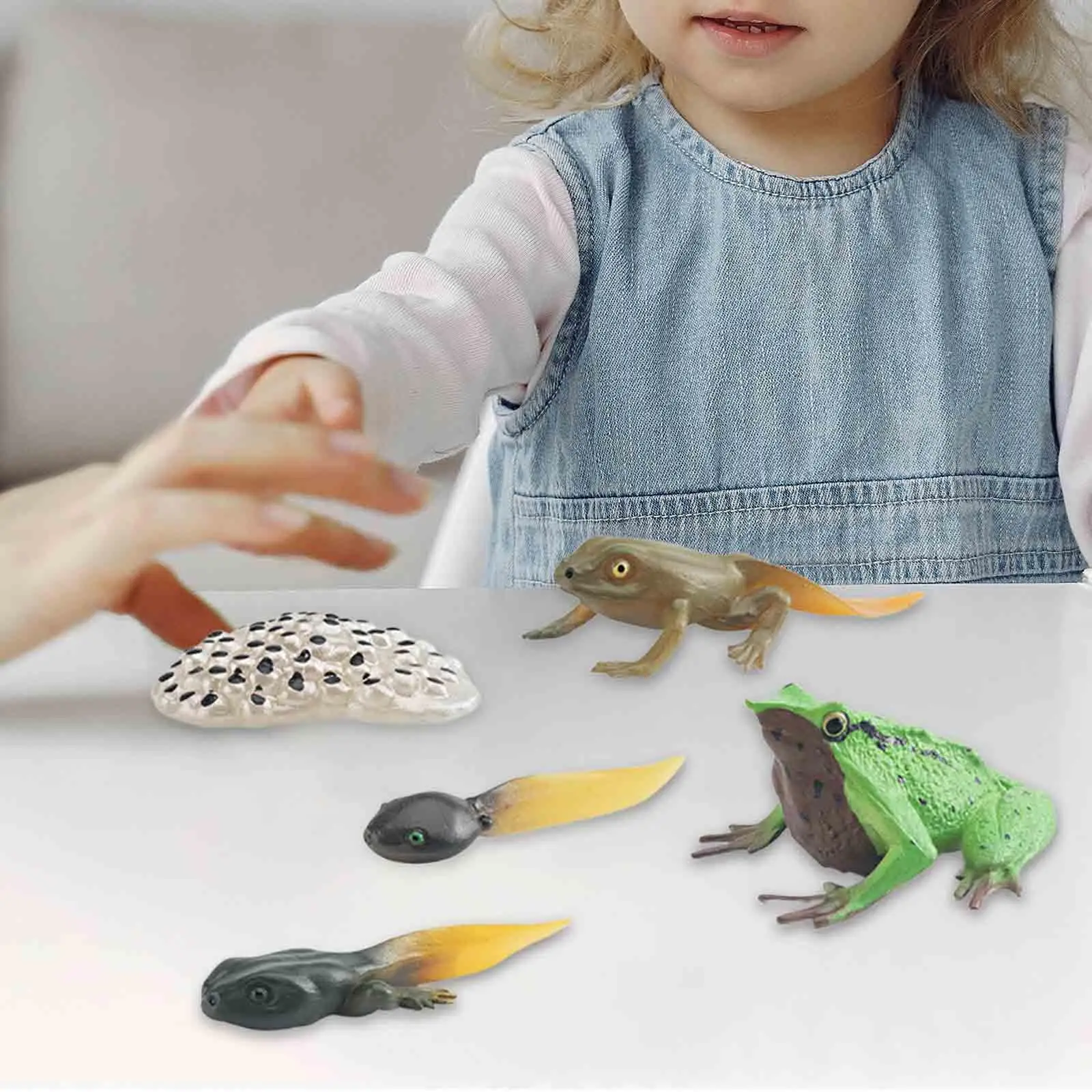 Life Cycle of Frog Toys Cognitive Teaching Materials Realistic for Age 3 to 6 Egg Tadpole to Frog Animal Growth Cycle Set 4