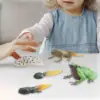Life Cycle of Frog Toys Cognitive Teaching Materials Realistic for Age 3 to 6 Egg Tadpole to Frog Animal Growth Cycle Set 4