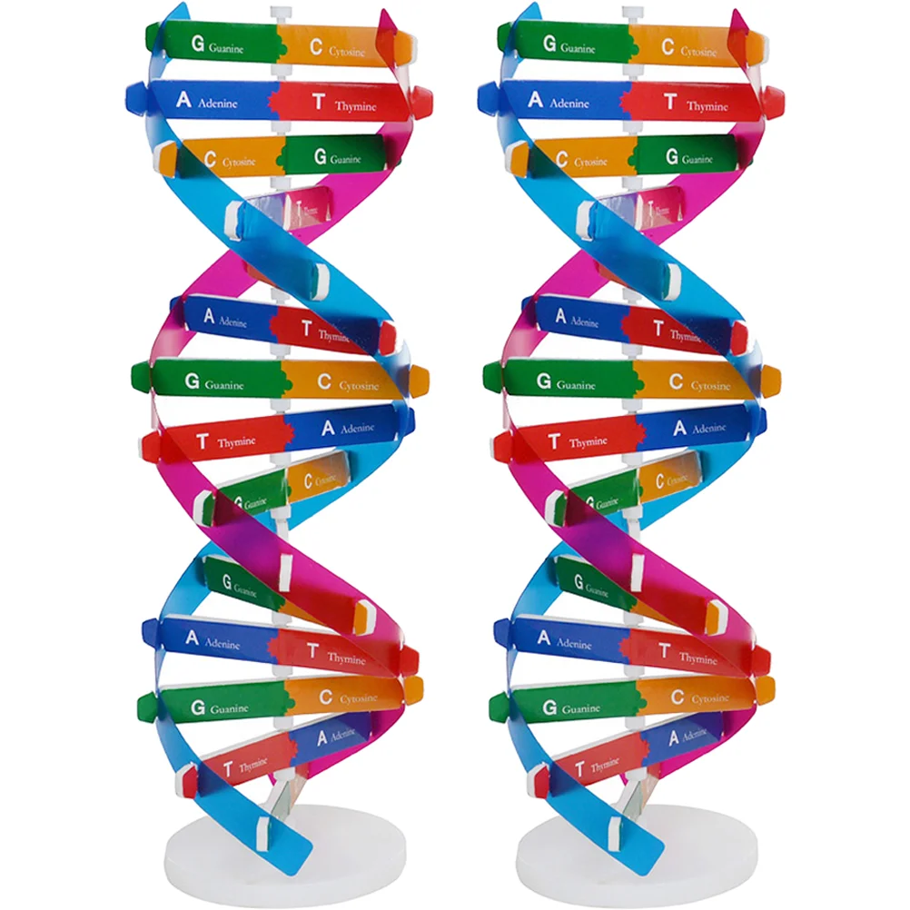 

2pcs Human Genes Model DNA Model Scientific Toy Children Biological Model