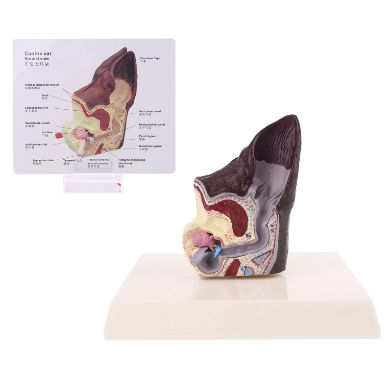 Dog Ear Canal Anatomy
