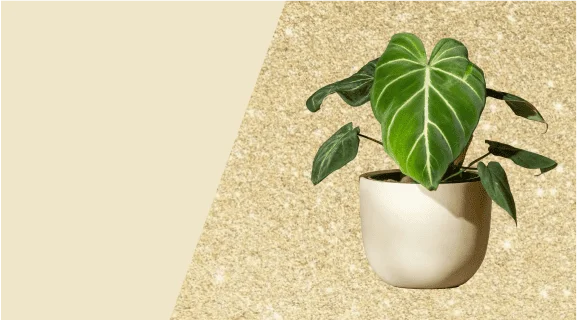 Home & Garden