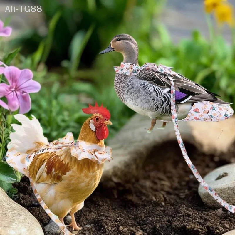 Harnais et couche lavable pour poule, canard et volaille
